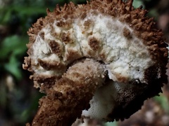 Strobilomyces polypyramis