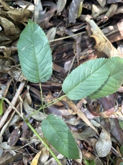 Rubus nebulosus