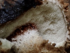 Strobilomyces polypyramis