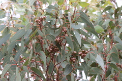 Eucalyptus cosmophylla