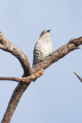 Chrysococcyx minutillus