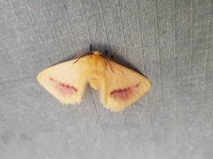 Stenoglene rosea