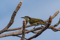 Gavicalis versicolor