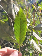 Quercus stenophylloides