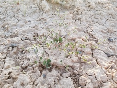 Eriogonum divaricatum