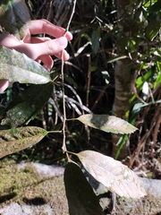 Quercus stenophylloides