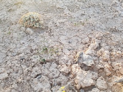 Eriogonum divaricatum