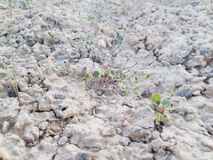 Eriogonum divaricatum