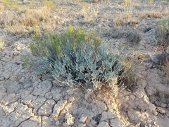 Eriogonum natum