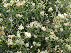 Fendlerella utahensis