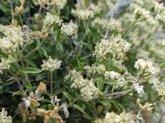 Fendlerella utahensis