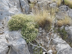 Fendlerella utahensis