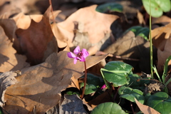 Cyclamen coum