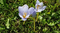 Crocus pulchellus
