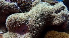 Palythoa caribaeorum