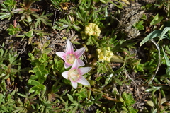 Lysimachia buxifolia