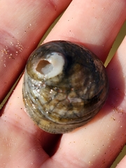 Sigapatella novaezelandiae