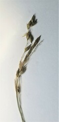 Carex arctata