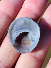 Sigapatella novaezelandiae