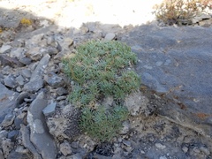 Erigeron compactus