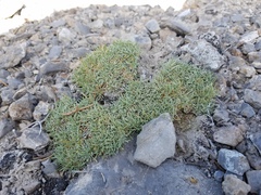 Erigeron compactus