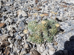 Erigeron compactus