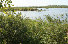 Phragmites australis