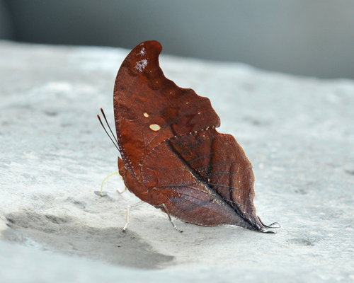 Zaretis syene
