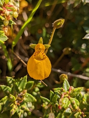 Calceolaria biflora
