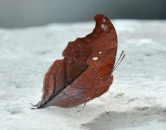 Zaretis syene