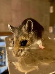 Peromyscus leucopus