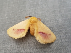 Stenoglene rosea