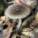 East Asian Brown Death Cap - Photo (c) balawu, some rights reserved (CC BY-NC), uploaded by balawu