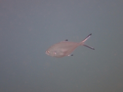 Trachinotus ovatus
