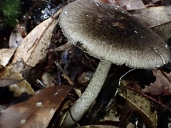 Amanita fuliginea