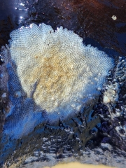 Membranipora membranacea