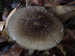 Amanita fuliginea