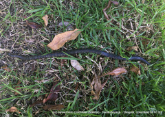 Atractus crassicaudatus