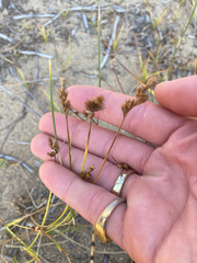 Carex petasata