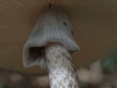 Amanita fuliginea