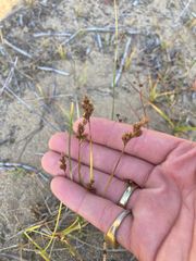 Carex petasata