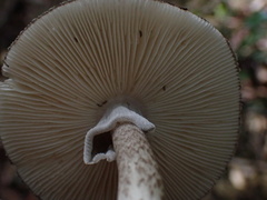 Amanita fuliginea