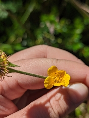 Geum magellanicum