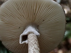 Amanita fuliginea