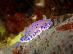 Goniobranchus thompsoni