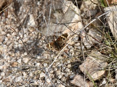 Junonia grisea