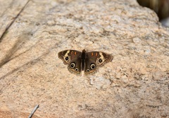 Junonia grisea