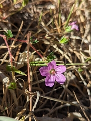 Geranium magellanicum