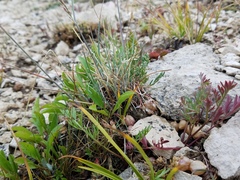 Astragalus limnocharis montii