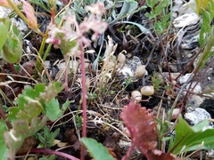 Astragalus limnocharis montii